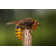 Gracie Oaks European Hornet - Wrapped Canvas Photograph | Wayfair