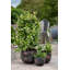 Alessio Metal Pot Planter