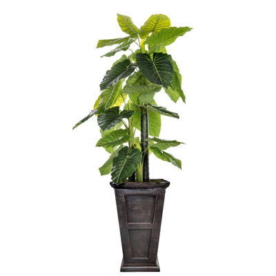 Panama Indoor/Outdoor Fiberstone Floor Elephant Ear Tree in Planter