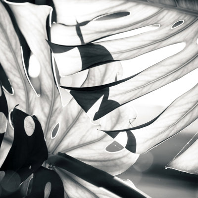 Monstera monochrome - impression