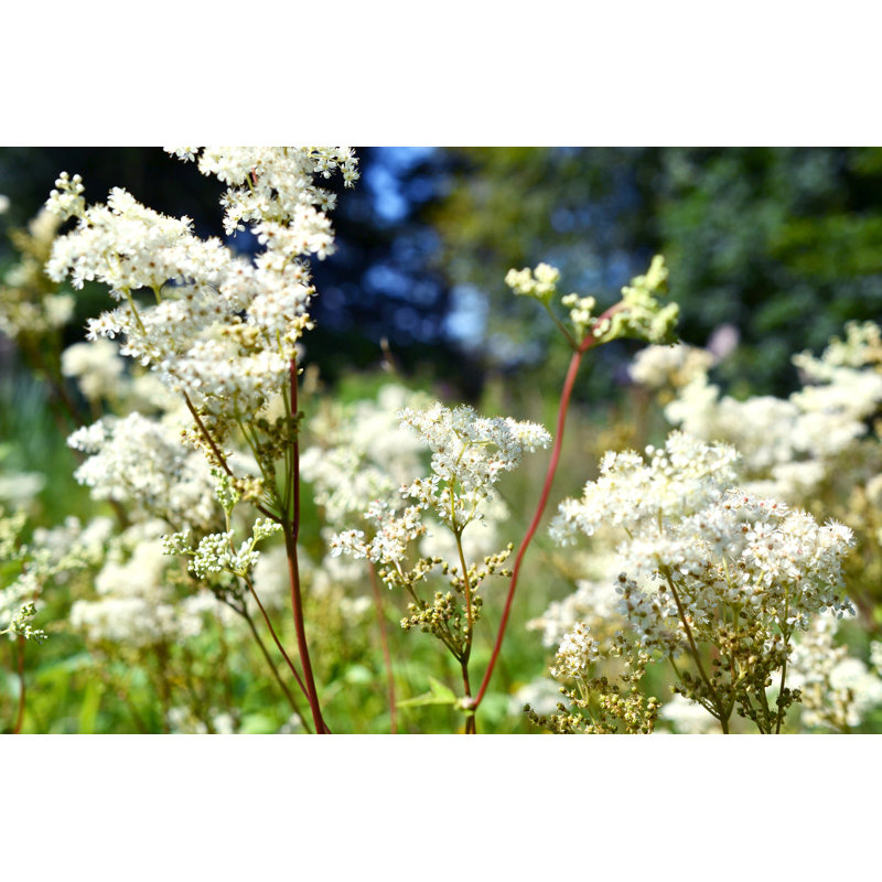 Meadowsweet - Photographie sur toile tendue, H 32 po x l 48 po