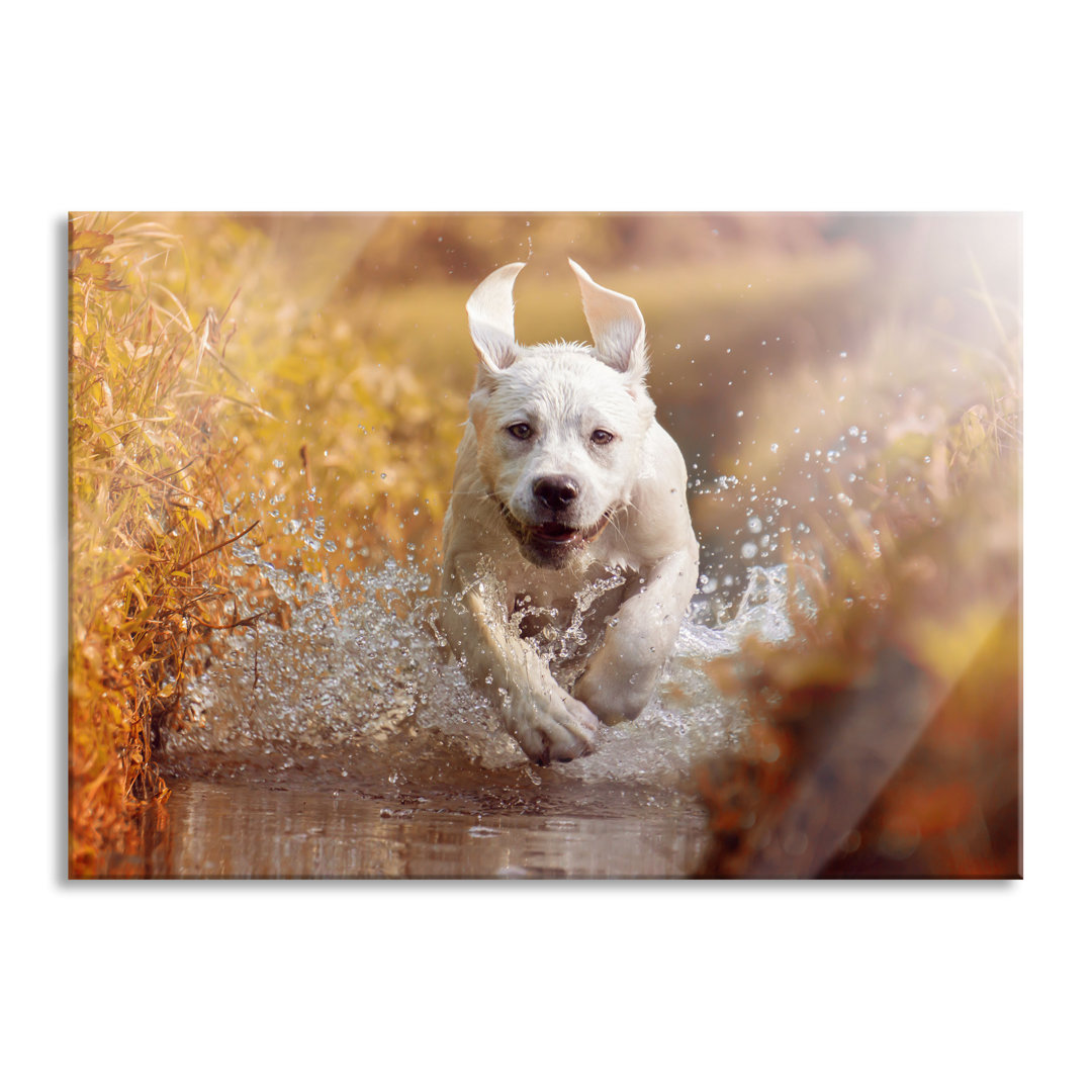 Glasbild Labrador-Welpe im Wasser