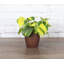Live Brazil Philodendron Plant in Classic Pot-49662239