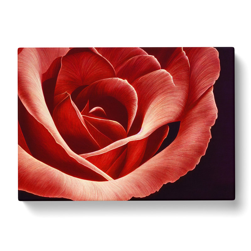 Bewitching Rose Flower - Wrapped Canvas, 40cm H x 60cm W x 3cm D