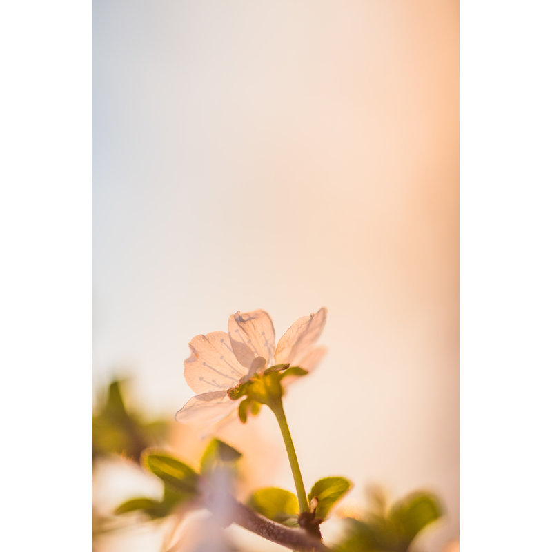 Spring blossom, 46cm H x 30cm W
