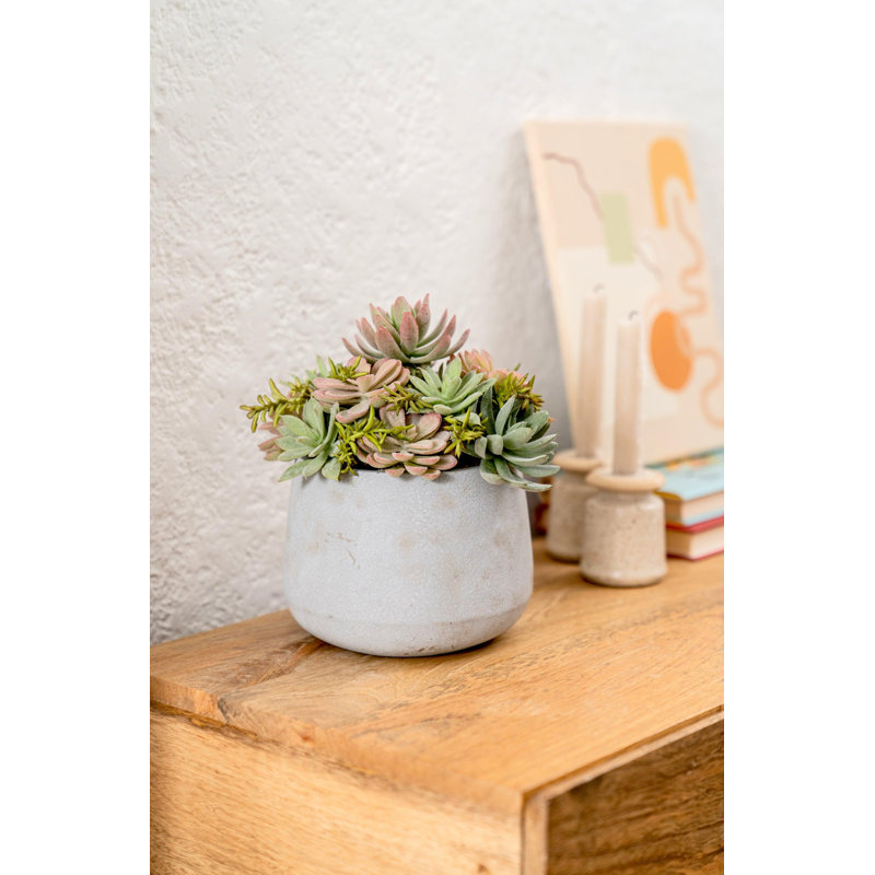 Bonsaï plante grasse 10 po