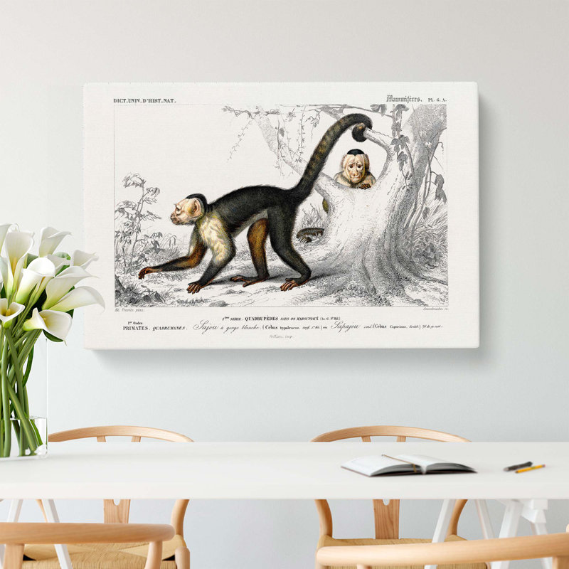 Capuch In Monkeys by Charles D Orbigny - Wrapped Canvas, 35cm H x 50cm W x 3cm D