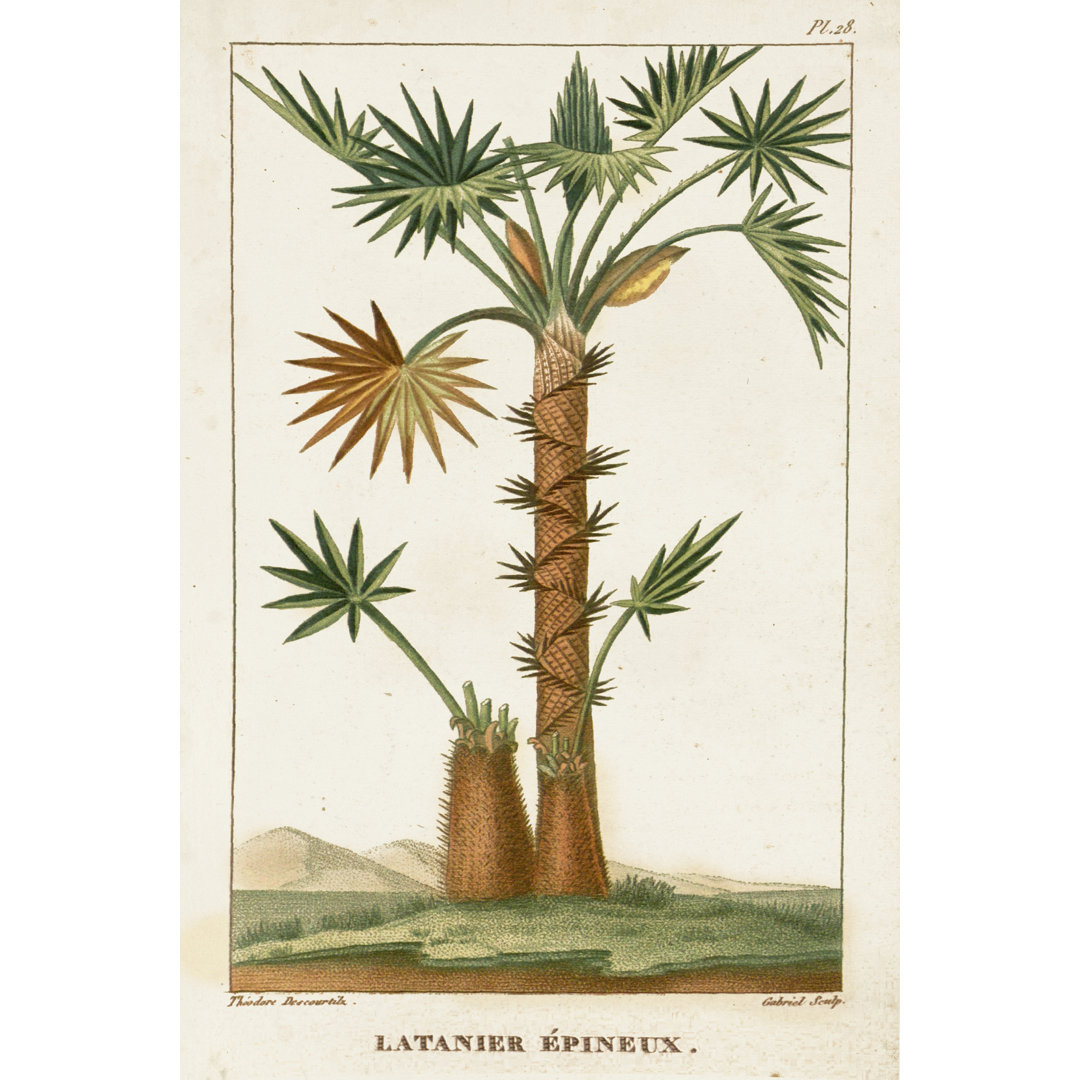 Turpin Exotic Palms I by Turpin - Wrapped Canvas Art Prints