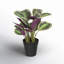 16.1 Plante
