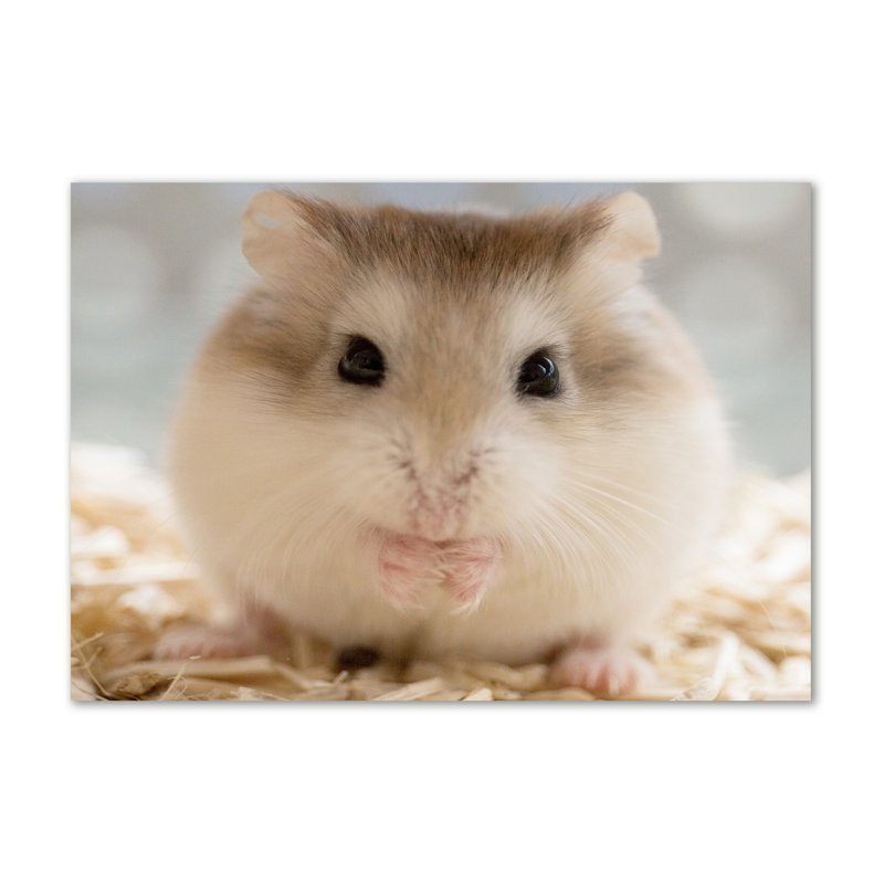 Hamster - No Frame Print on Canvas