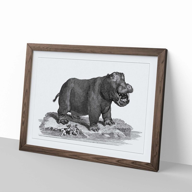 Hippopotamus in Black and White by George Shaw - Picture Frame Drawing Print, 36cm H x 48cm W x 2cm D, Walnut Framed