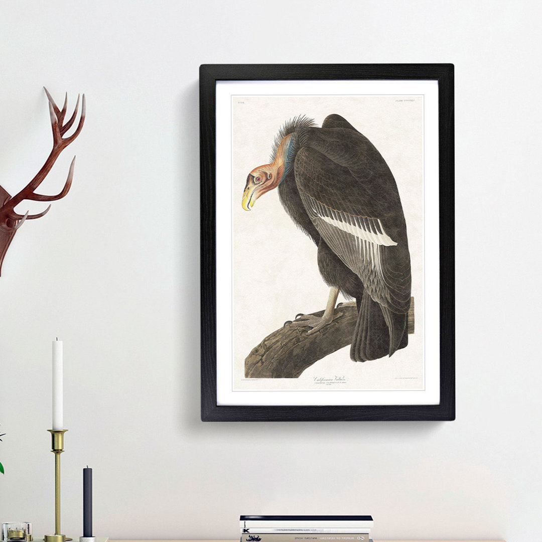 Californian Vulture by John Audubon - Picture Frame Painting Print