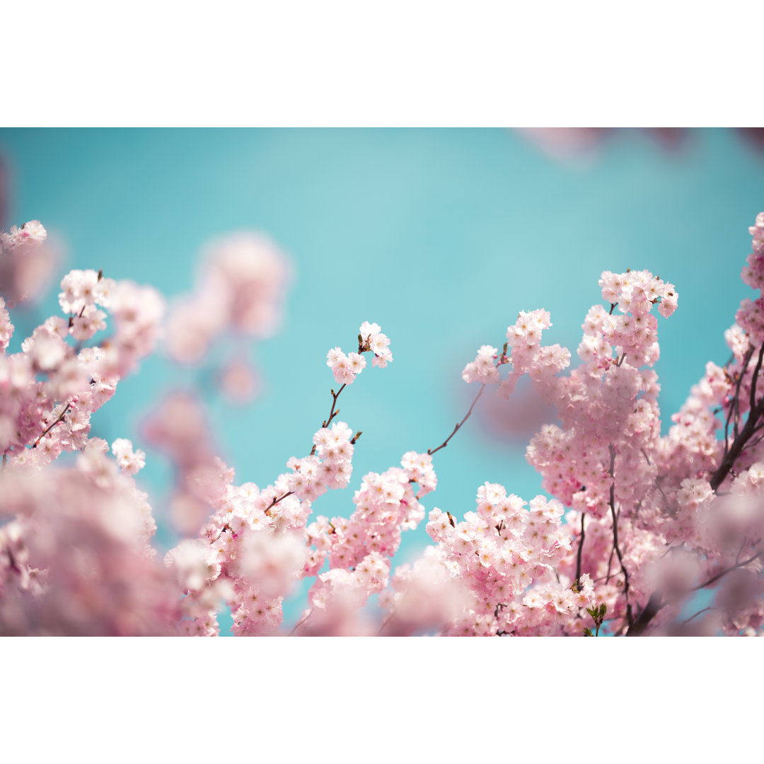 Pastellfarbene Kirschblüten von Borchee - Leinwandbild