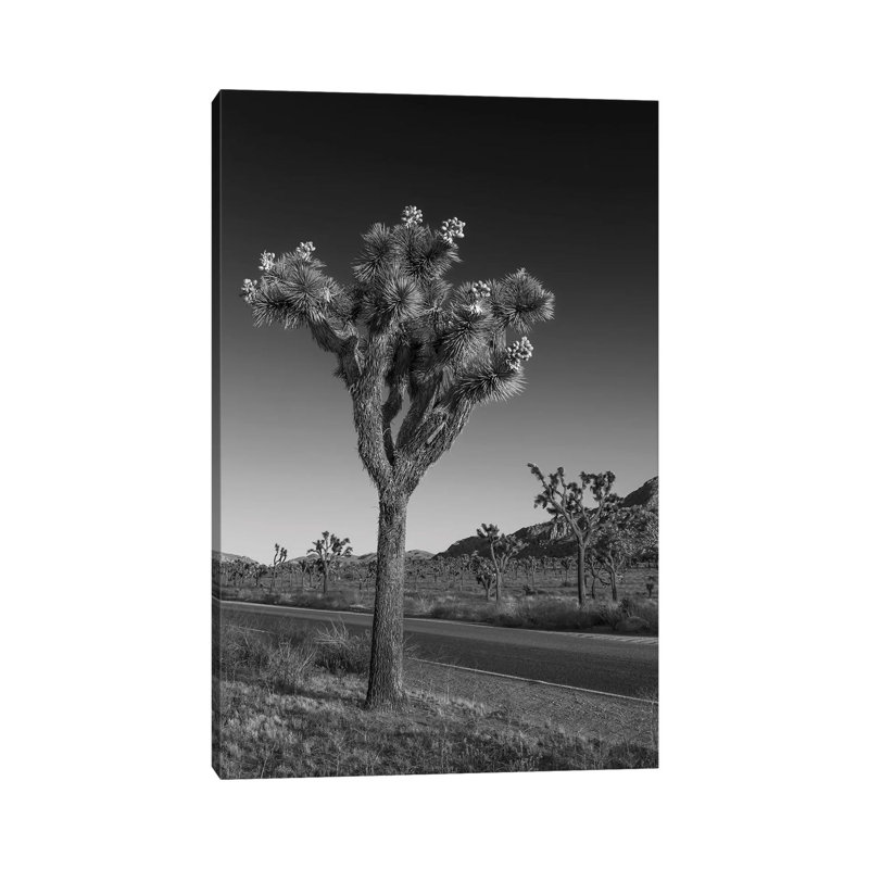 Park Boulevard And Joshua Tree by Melanie Viola - Wrapped Canvas Print, 20.32 cm H x 30.48 cm W