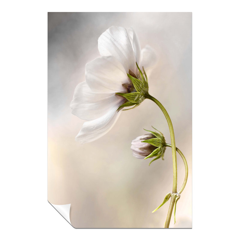 Cosmos Flower - No Frame Print, 31cm H x 20cm W