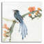 «Formose Blue Magpie» par Chris Paschke - reproduction non encadrée-1443402697-1476389909