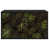 Black Oak
