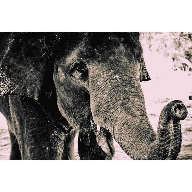 Éléphant gris - photographie sur toile tendue, H 8 po x l 12 po