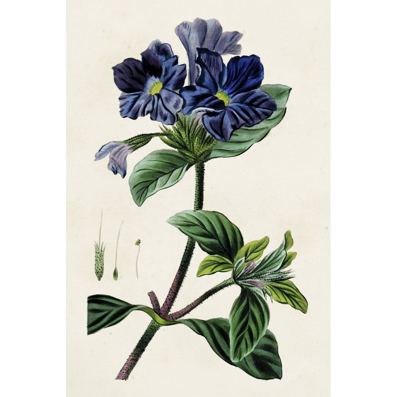 Antique Floral Folio IV 1 Piece Wrapped Canvas Painting, 91cm H x 61cm W