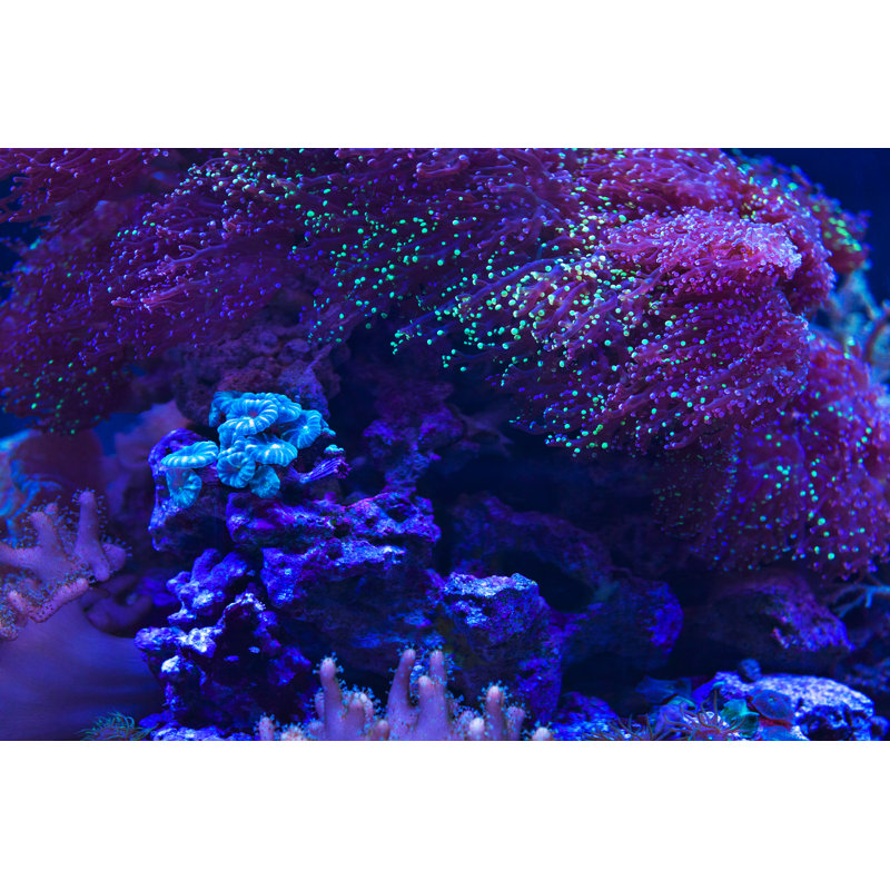 Fluorescent Coral - Wrapped Canvas Print, 20cm H x 30cm W x 3.8cm D