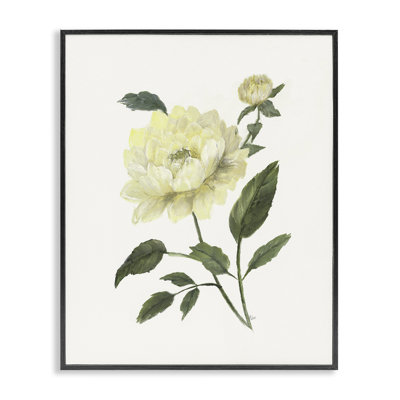 Pivoine de jardin crème avec bourgeons, estampe numérique, design par Nan