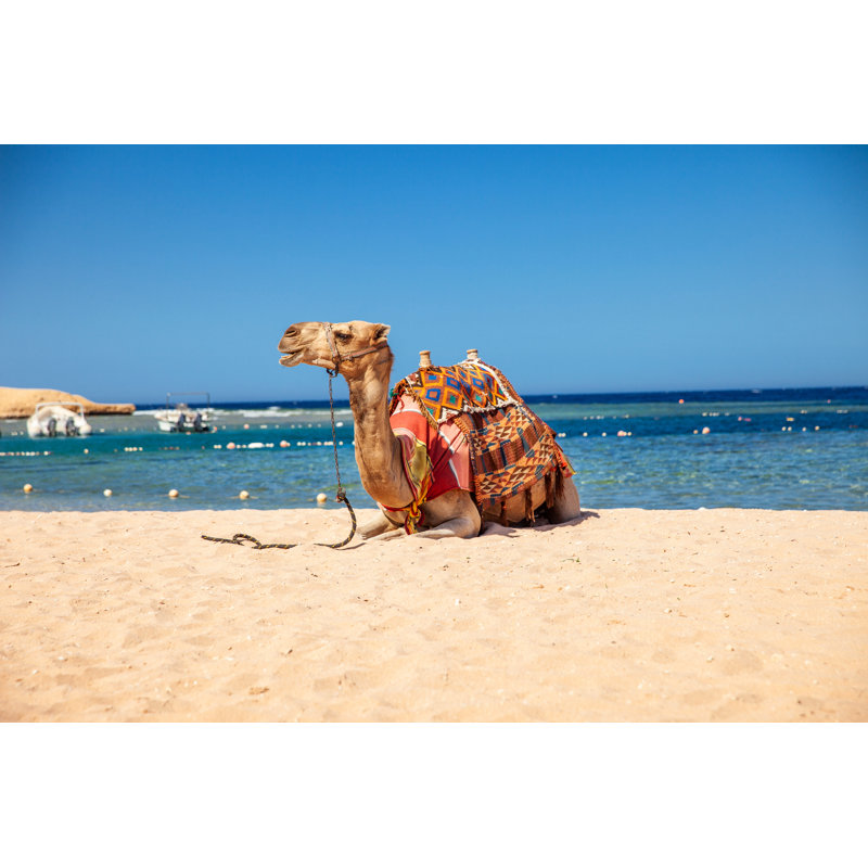 Chameau sur une plage par Casarsaguri, H 12 po x l 18 po