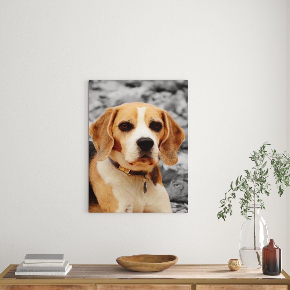 Leinwandbild Beaglewelpe spielt im Laub schwarz/weiß