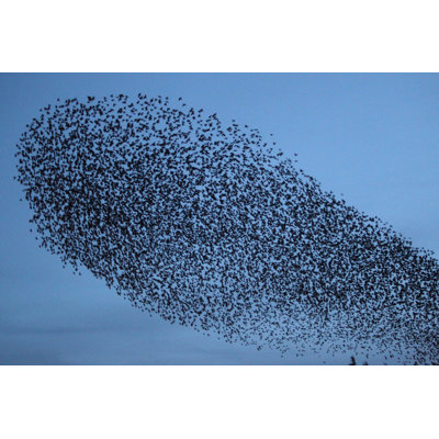 «Flock Of Starlings» par - Impression