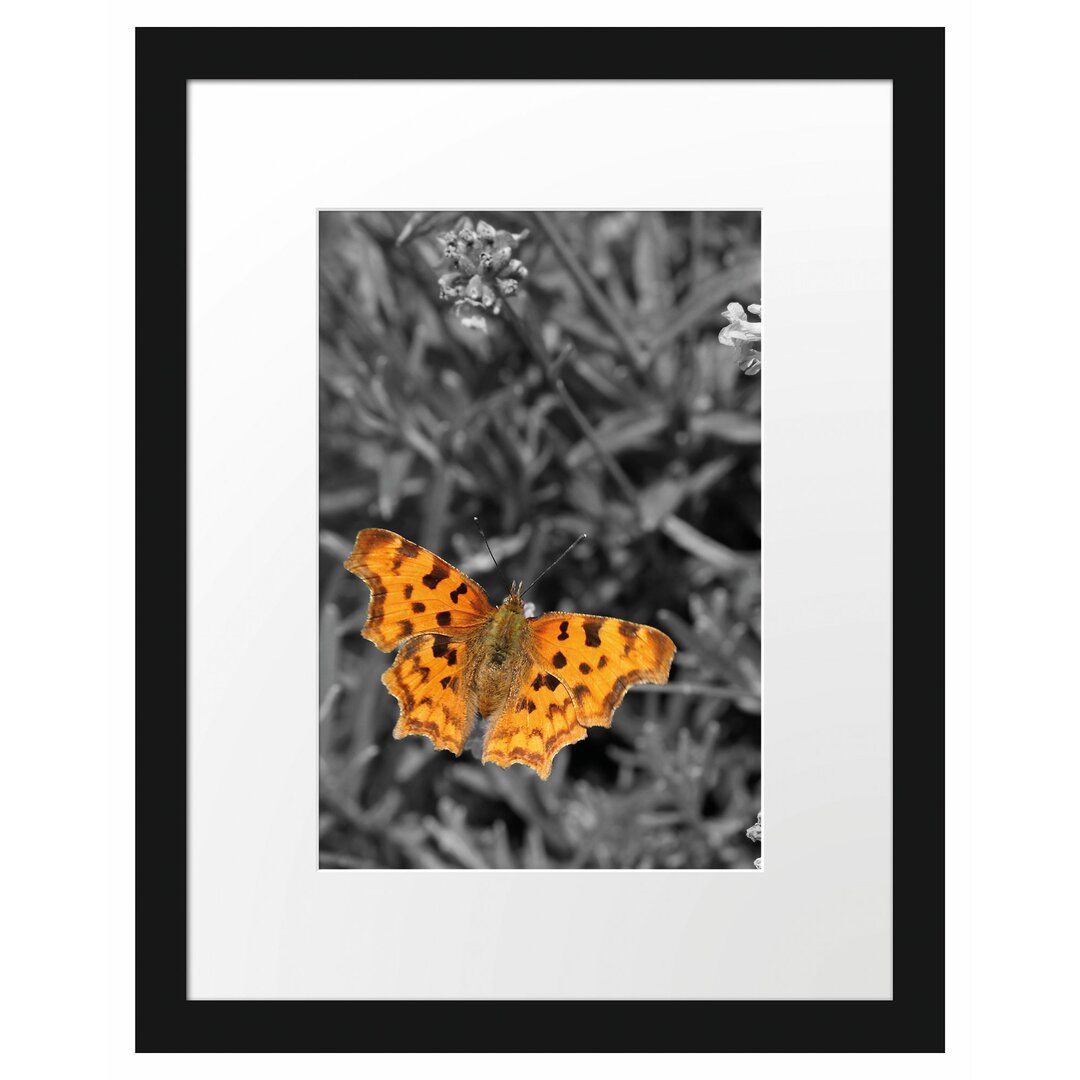 Schmetterling in Blumenwiese Gerahmter Fotodruck Poster