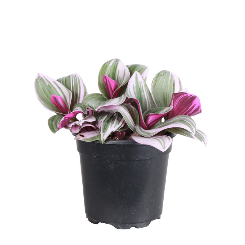 Live Tradescantia Nanouk Plant, Nursery Pot