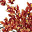 Orchids Arrangement in Vase