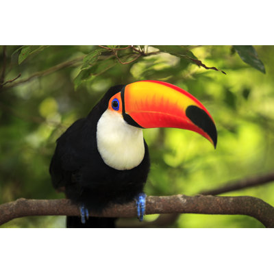 " Toco Toucan " by Nicholashan