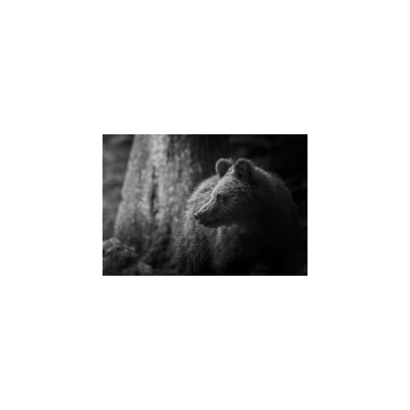 Wrapped Canvas Print, 50.8 cm H x 76.2 cm W
