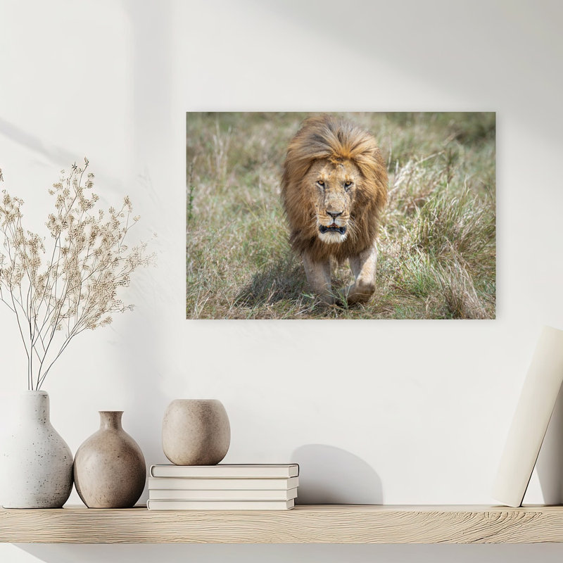 Golden Mane Lion Contemporary Wall Art Print by Jeffrey C. Sink - 1 Piece Wrapped Canvas Wall Art, 30.48cm H x 45.72cm W