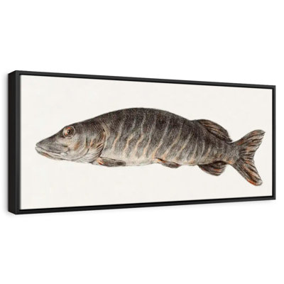 Brochet