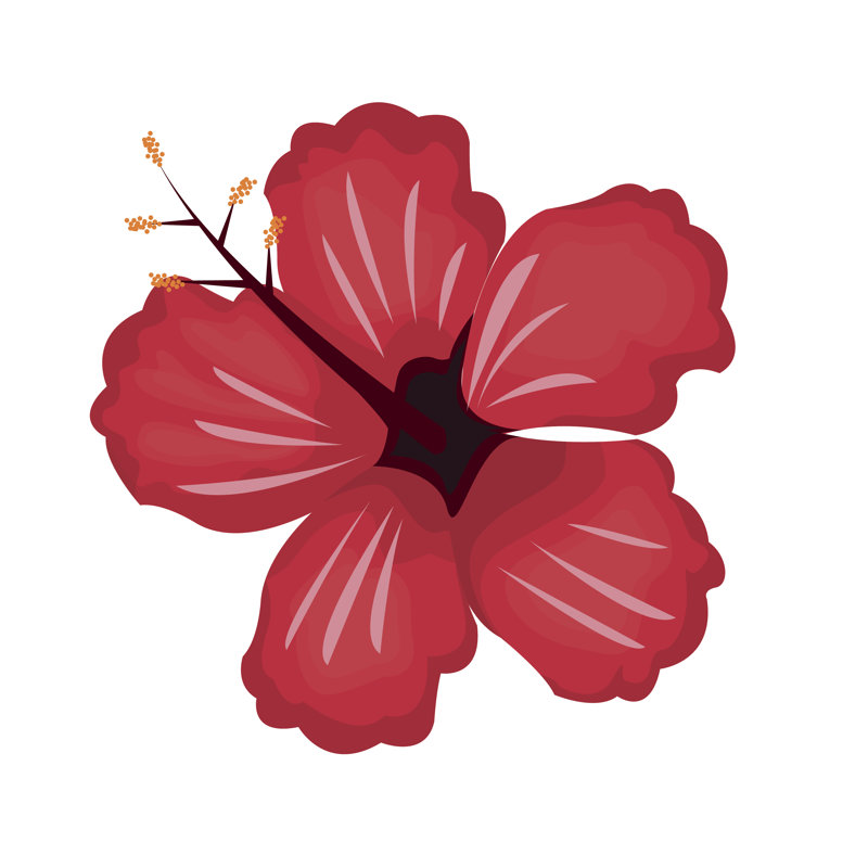 Hibiscus Flower by Jemastock - Wrapped Canvas Print, 91cm H x 91cm W