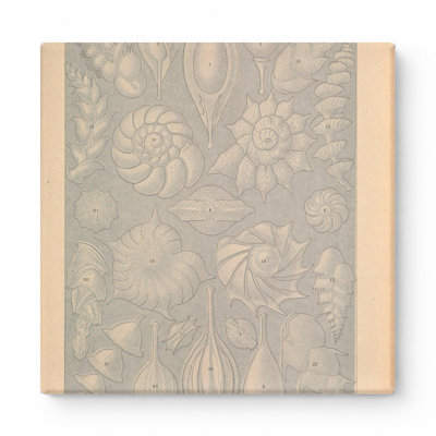 Art mural, Tafel 81 - Thalamophora (1904)