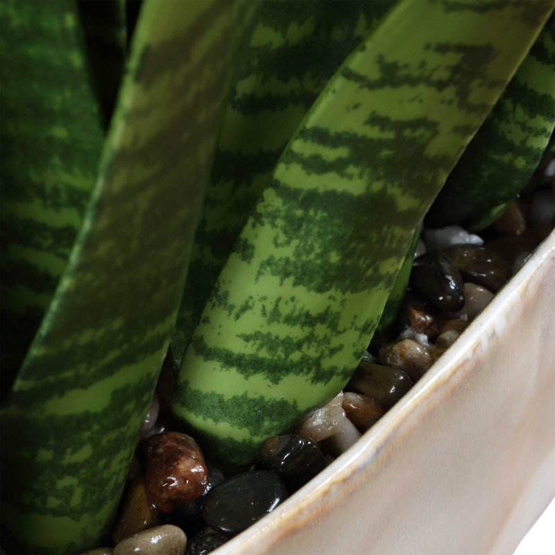  Sansera Snake Accent Plant