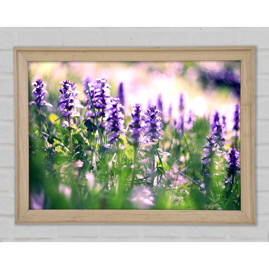 Lupine Blumen Gerahmter Druck