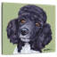 Caniche Brampt standard Tommy-109359164