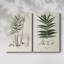 Toile tendue avec galerie Botanical Society Ferns-747996745