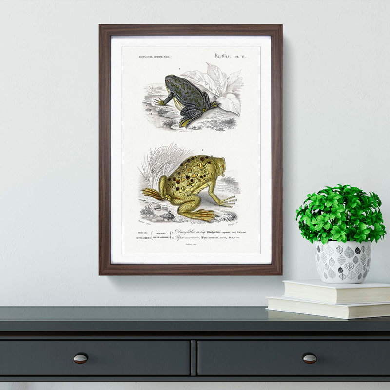 Frog and Toad Illustration by Charles d' Orbigny - Picture Frame Painting Print, 48cm H x 36cm W x 2cm D, Walnut Framed