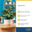Foliage Plant in Planter