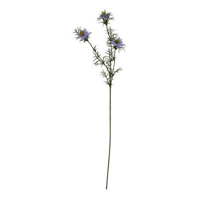 Anastasija Arrangement