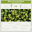 Anisha Artificial Boxwood Wall Panels 12PCS 50cm x 50cm