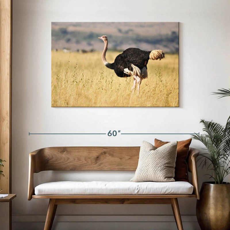 Wildlife Ostrich