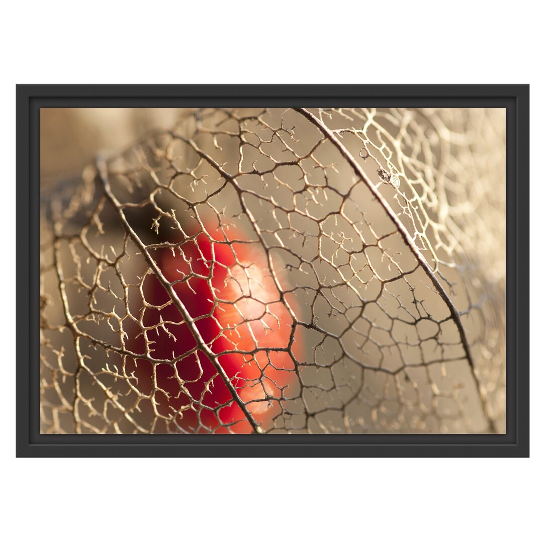 Gerahmtes Wandbild Rote Physalis