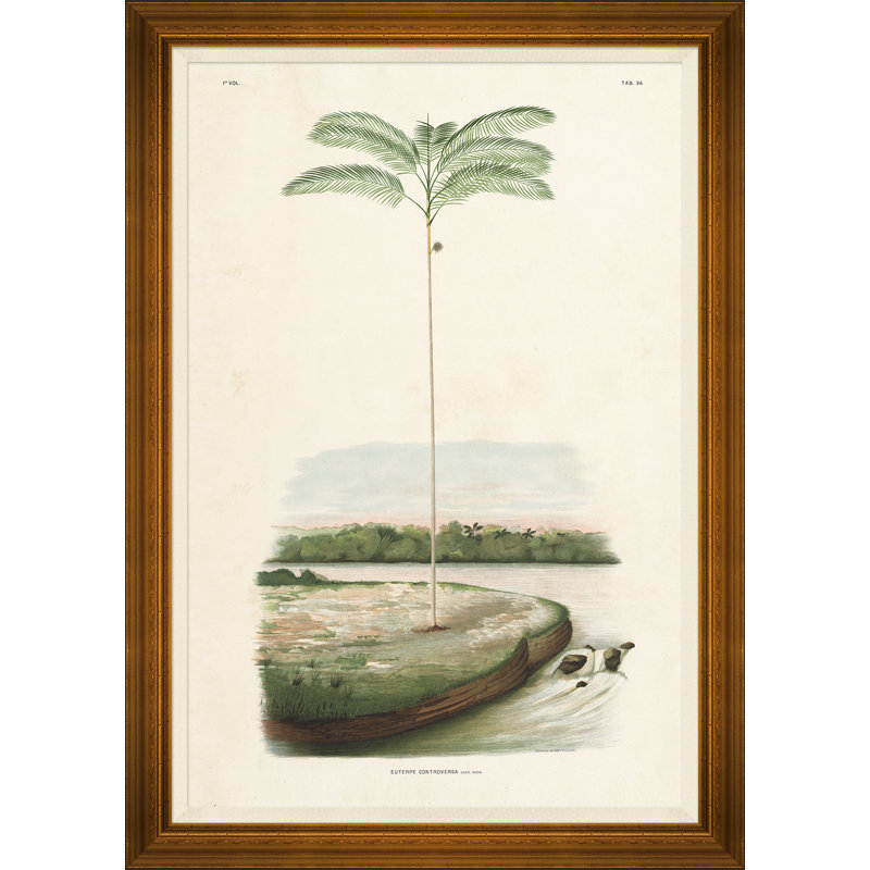 African Palms Giclee Print by João Barbosa Rodrigues