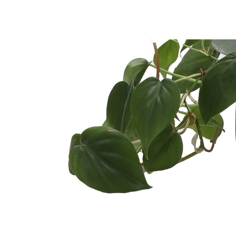 Healthy Home Brasil Heartleaf Philodendron Tropical Plant in Tricolour  Ceramic Deco Pot