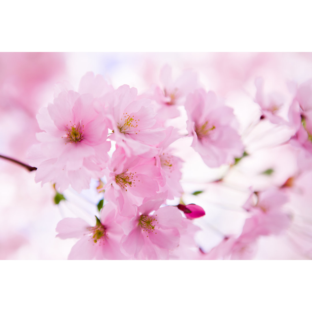 Japanese Cherry Tree In Blossom - Wrapped Canvas Print